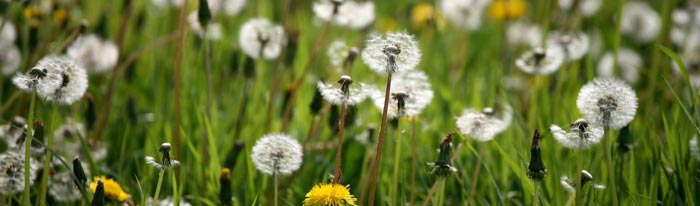 Fleurs à Saint Georges du Vièvre